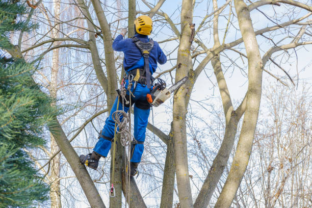 Professional Tree Services in Thorndale, TX